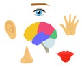 Human sense organs on a white background. Symbol. Vector Royalty Free Stock Photo